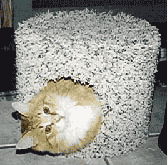 kudzu