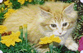 kudzu