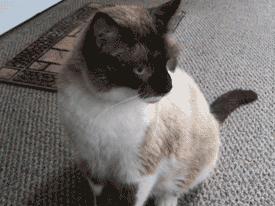 mouser