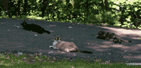 mouser
