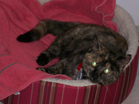 pepper