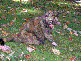 pepper