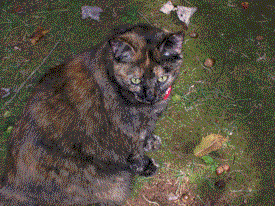 pepper