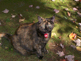 pepper
