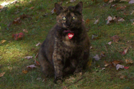 pepper